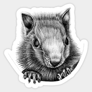 White chipmunk illustration Sticker